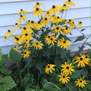 Meet your Posher, Priscilla